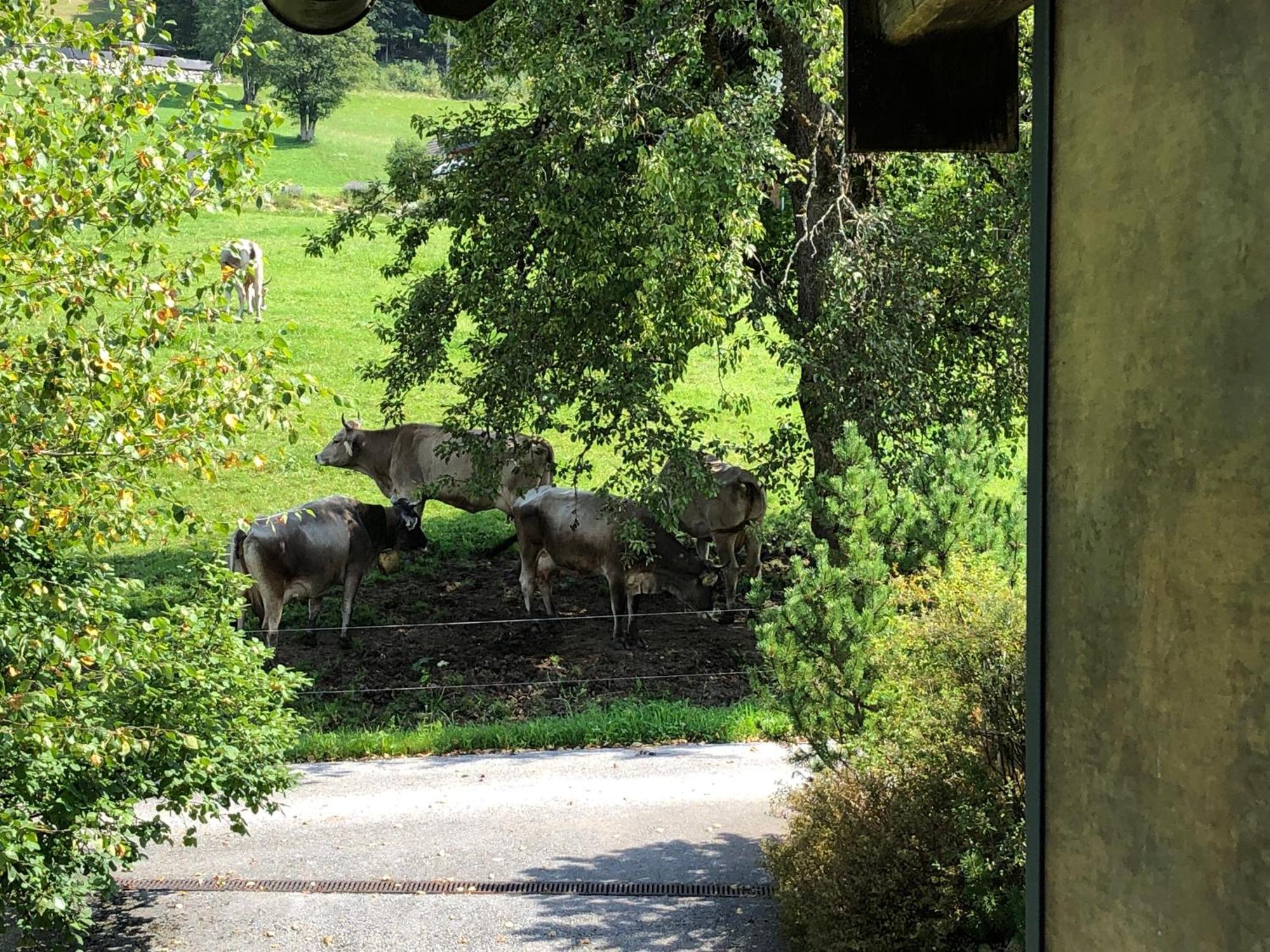 Apartment Stillleben Luxus Fuer Die Seele Abtenau Eksteriør bilde